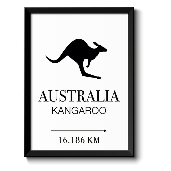 Australien Kangaroo